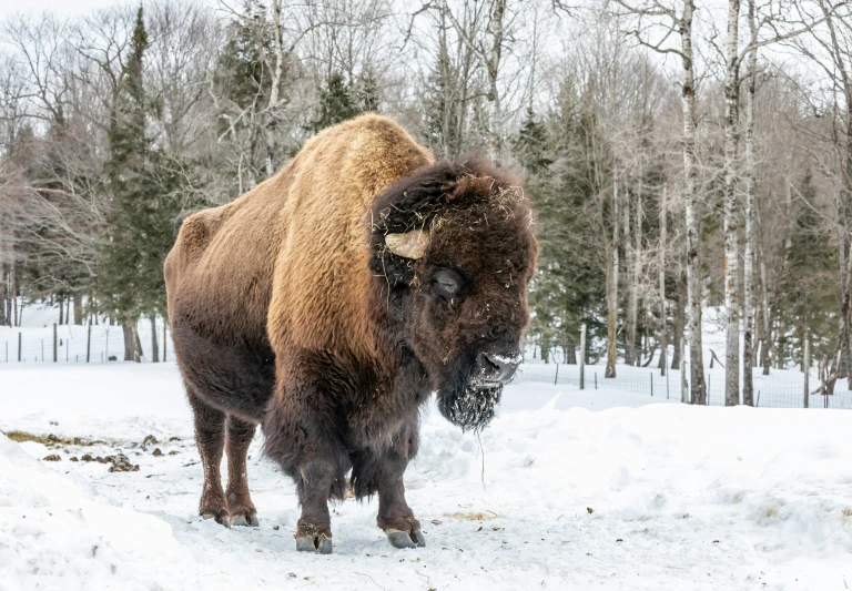 bison in snowy area during daytime with trees and shrubs in background