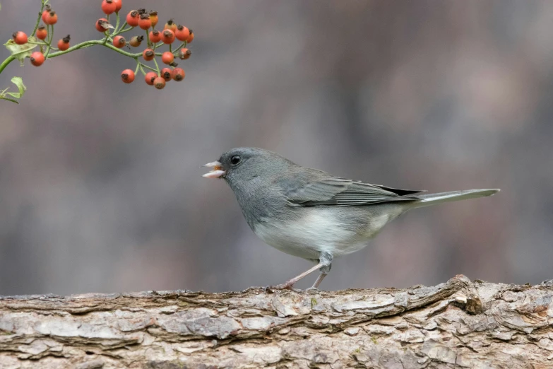 a bird with its mouth open perched on the nch of a tree