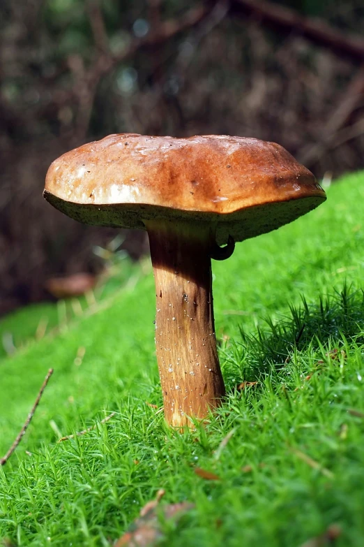 a mushroom sits in the green grass,