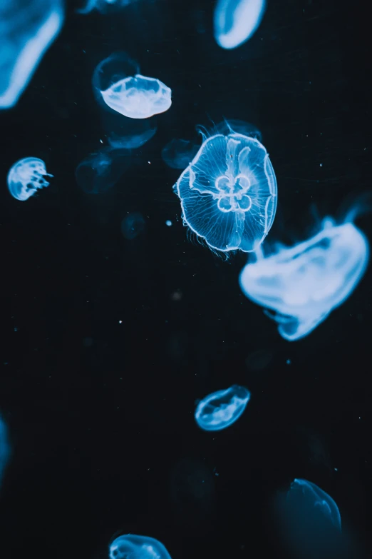 a group of jellyfish swimming inside of the water