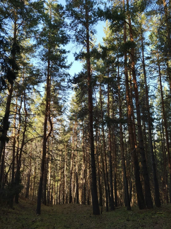 a forest with tall pine trees on the ground