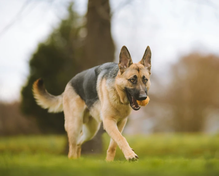 a dog running with a ball in its mouth