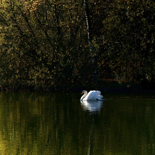 a white swan floating on top of a lake