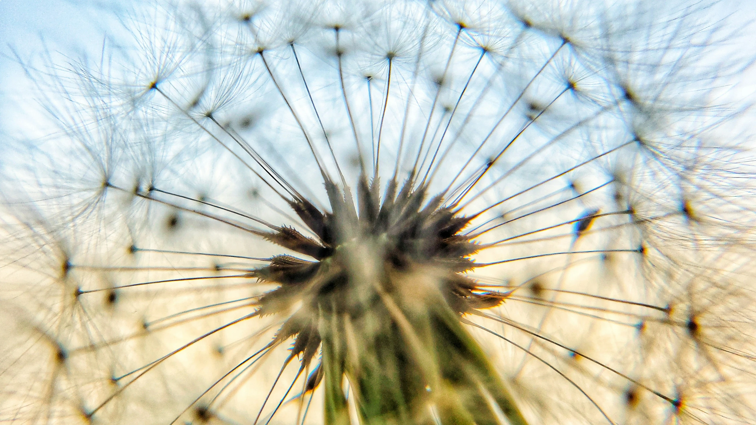 dandelion with the seed head turned upside down