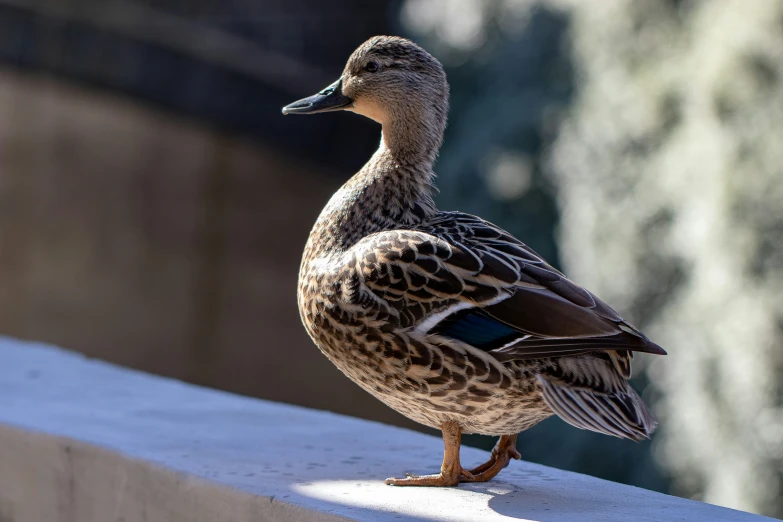 a duck is standing on a ledge and looking around