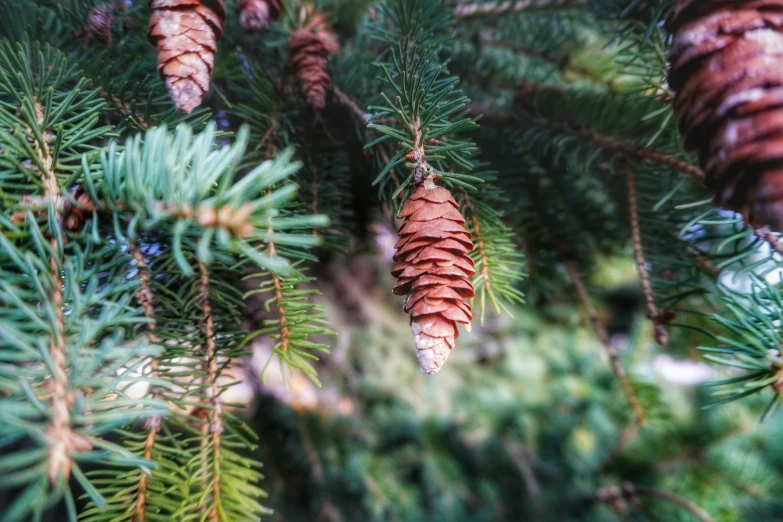 pine cones hanging from the top of evergreen needles