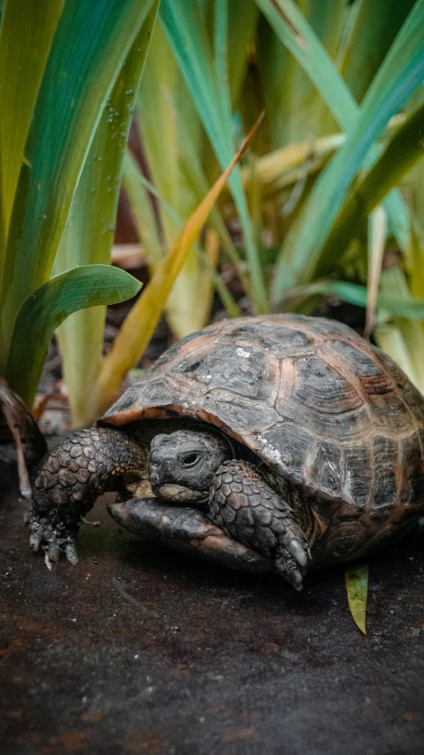 the turtle is walking in his enclosure, hiding behind some green plants