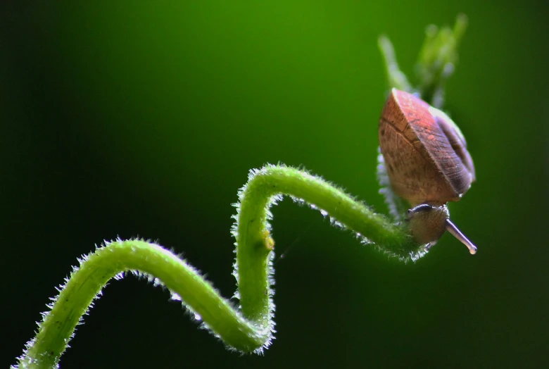 the back side of a moth sitting on a leaf