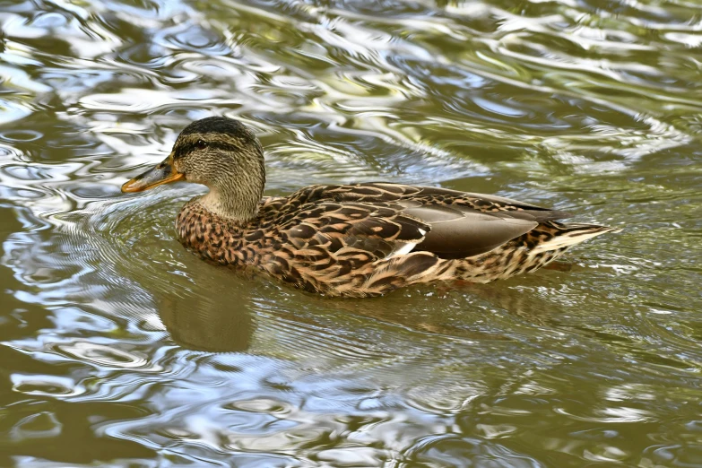 there is a bird in the water looking for food