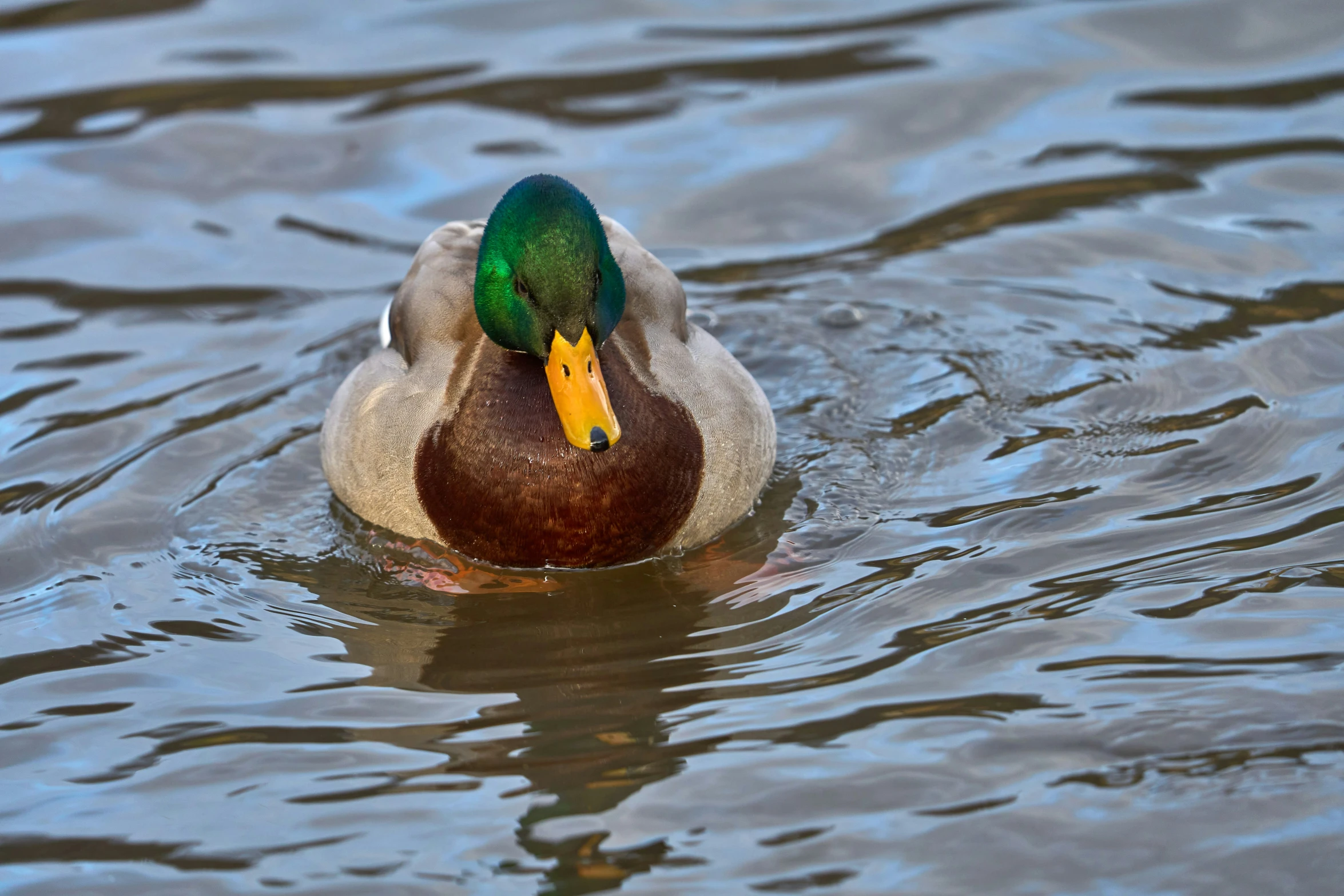 a duck that is swimming in some water