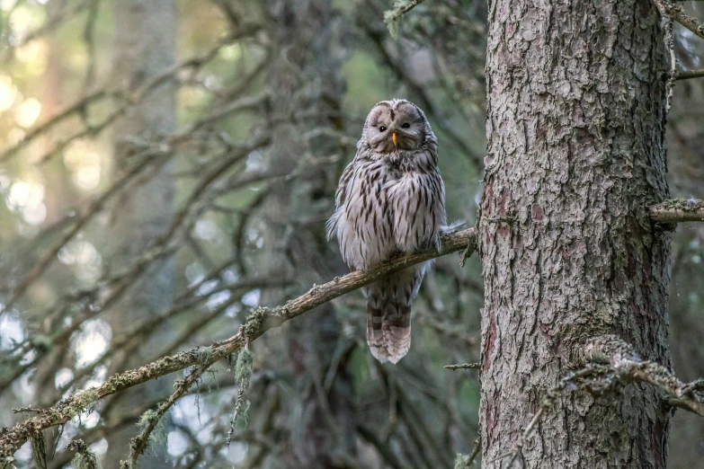 a close up of an owl perched on a tree nch