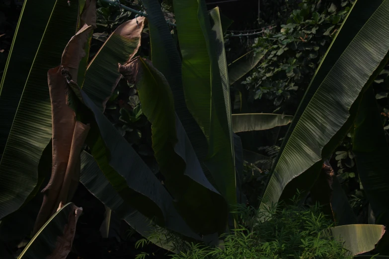 a yellow banana hanging from the side of a tree