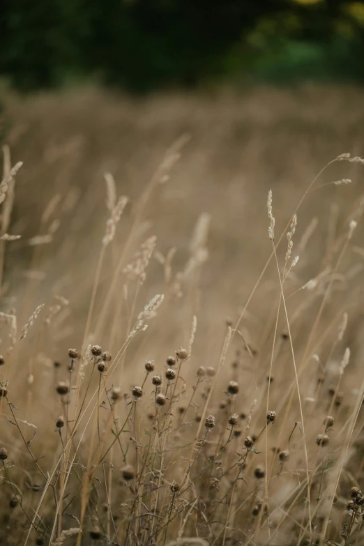 a close up image of dry grass and weeds