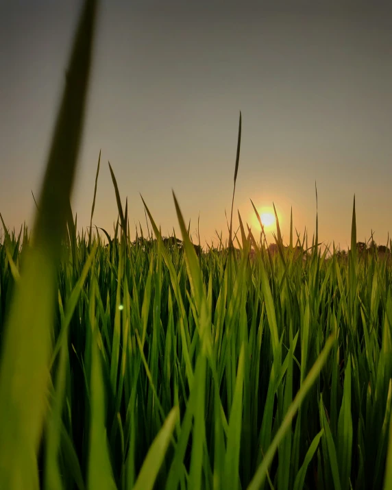 the sun is setting over a grassy field