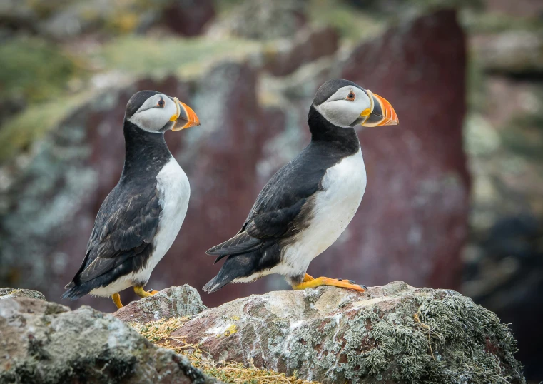 two birds perched on the edge of a mossy cliff