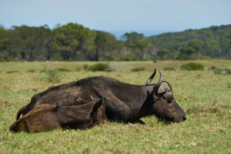 there is an animal with horns laying down on the grass