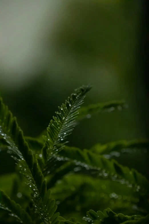 a close up view of a green plant