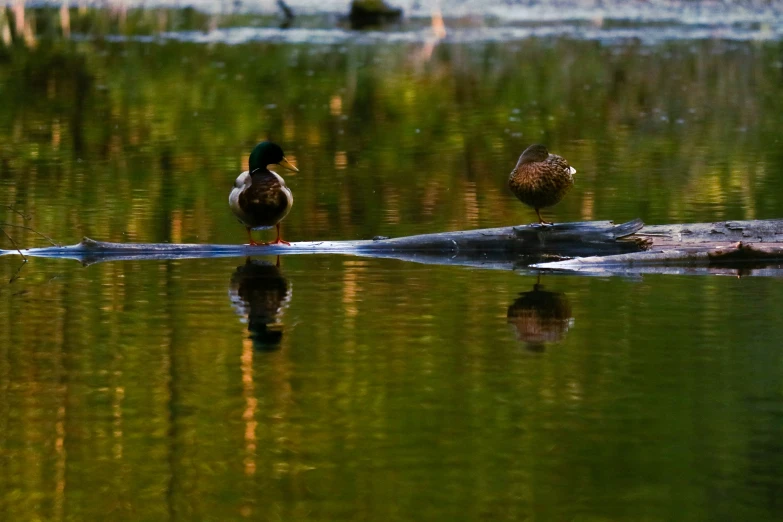 there are two ducks on the surface of the lake