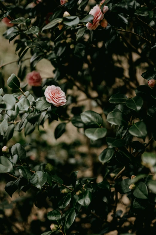 a bunch of flowers that are on the tree