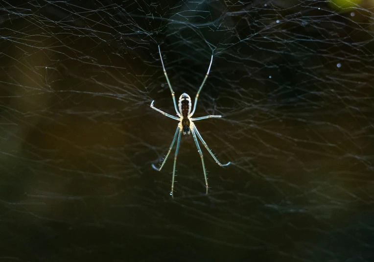 a spider weaving on it's web in the dark