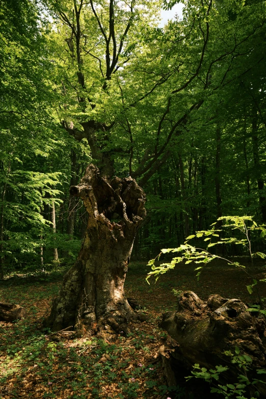 the ground in the forest has many large trees