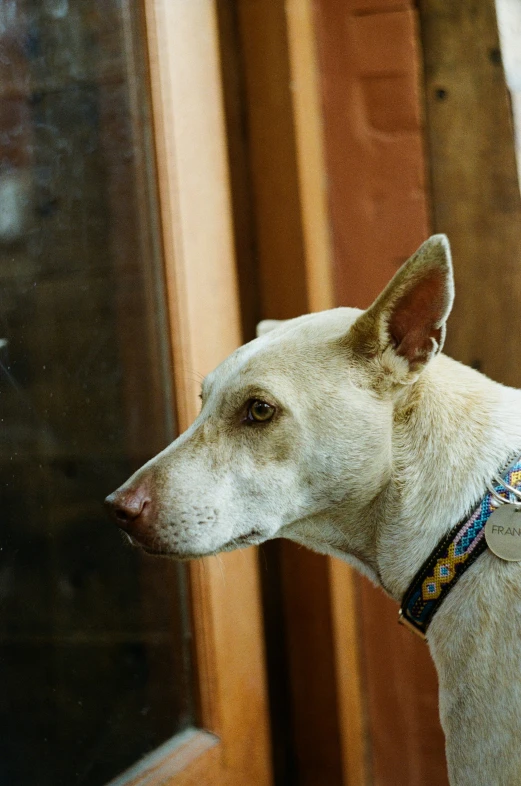 a small white dog looking out the window