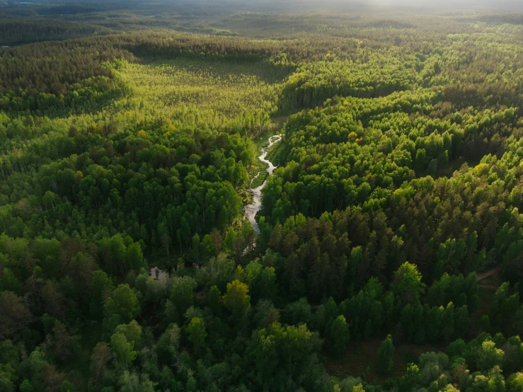 an aerial view of an area filled with trees