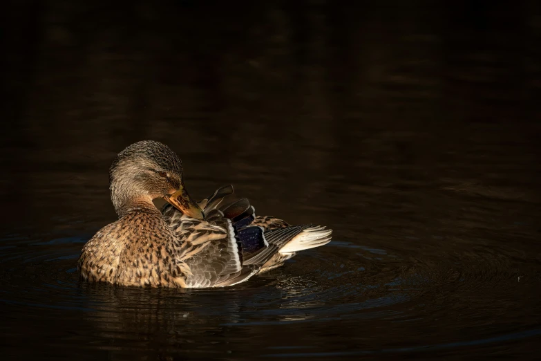 the duck is floating on top of the water