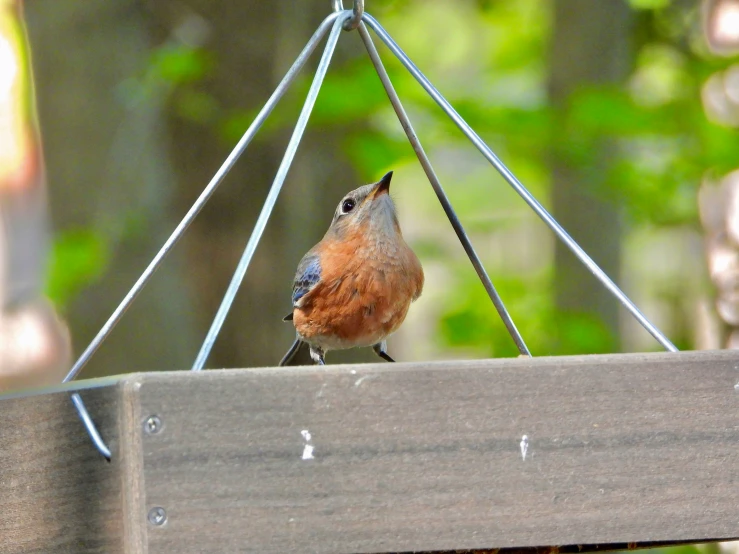 a bird sitting on top of a wooden bench