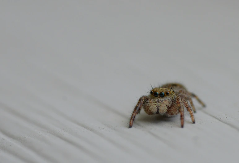 a small spider sitting on top of a piece of wood