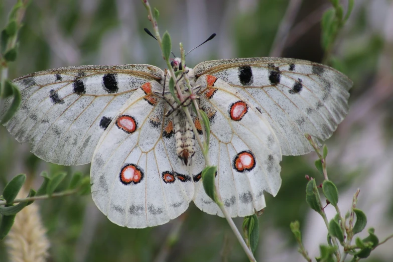 two gray erflies with red spots are sitting on the flower