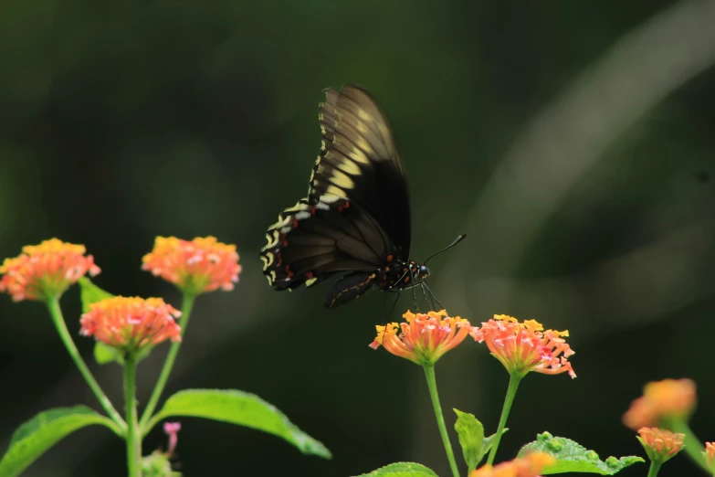 erfly on top of flower in a natural setting