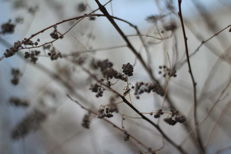 there are dried flowers on the nch in this po