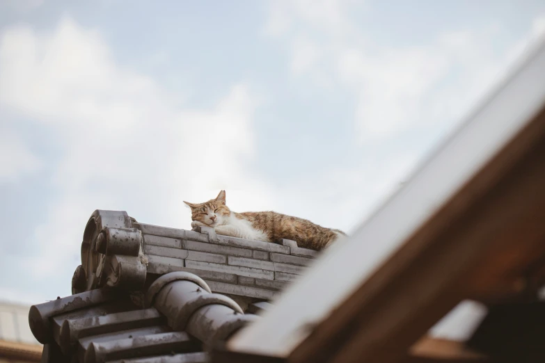 a cat sits on the top of a building roof