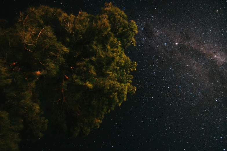 stars move across a night sky, with the foreground looking at a tree