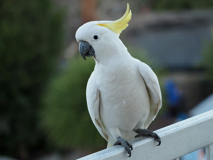 a white parrot with yellow feathers sitting on a rail