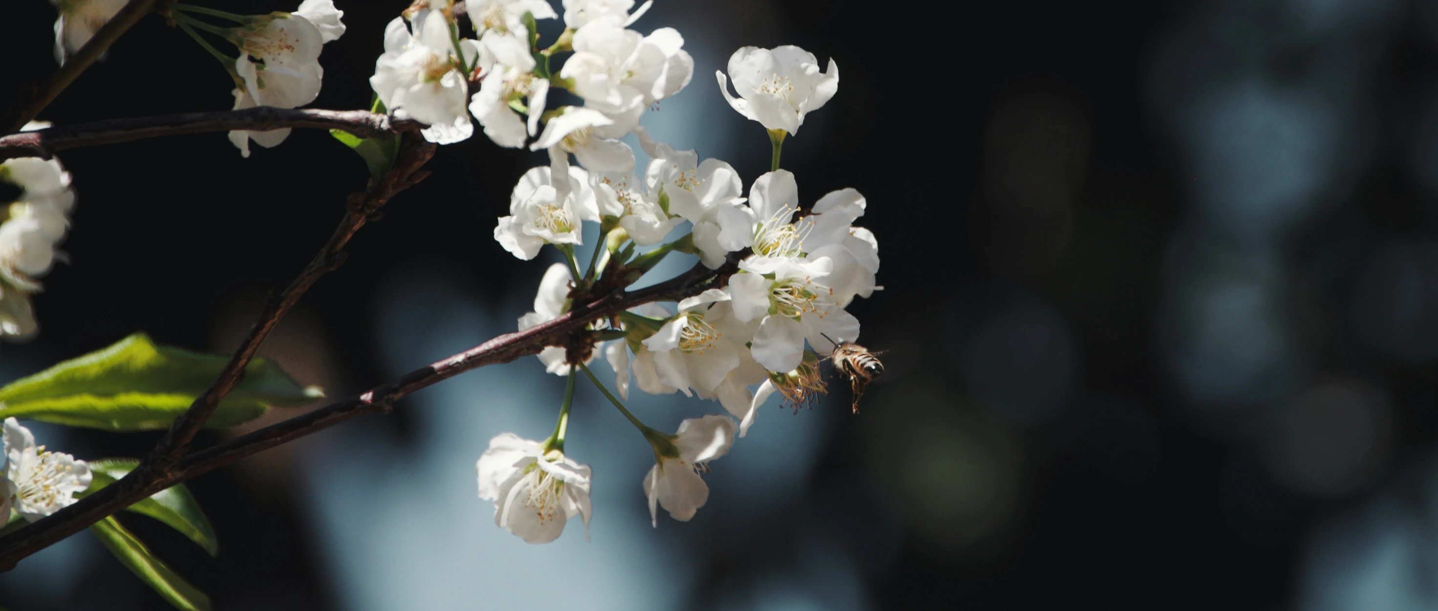 a tree nch with small white flowers in it