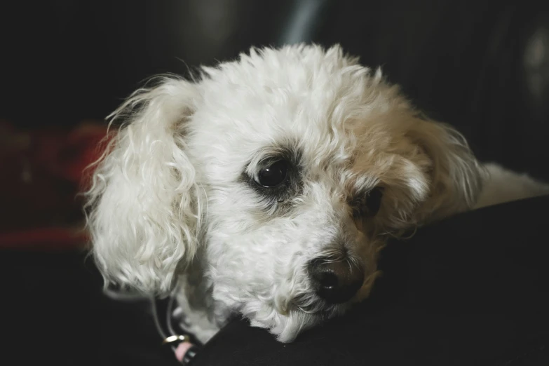 a white fluffy dog with its eyes half closed