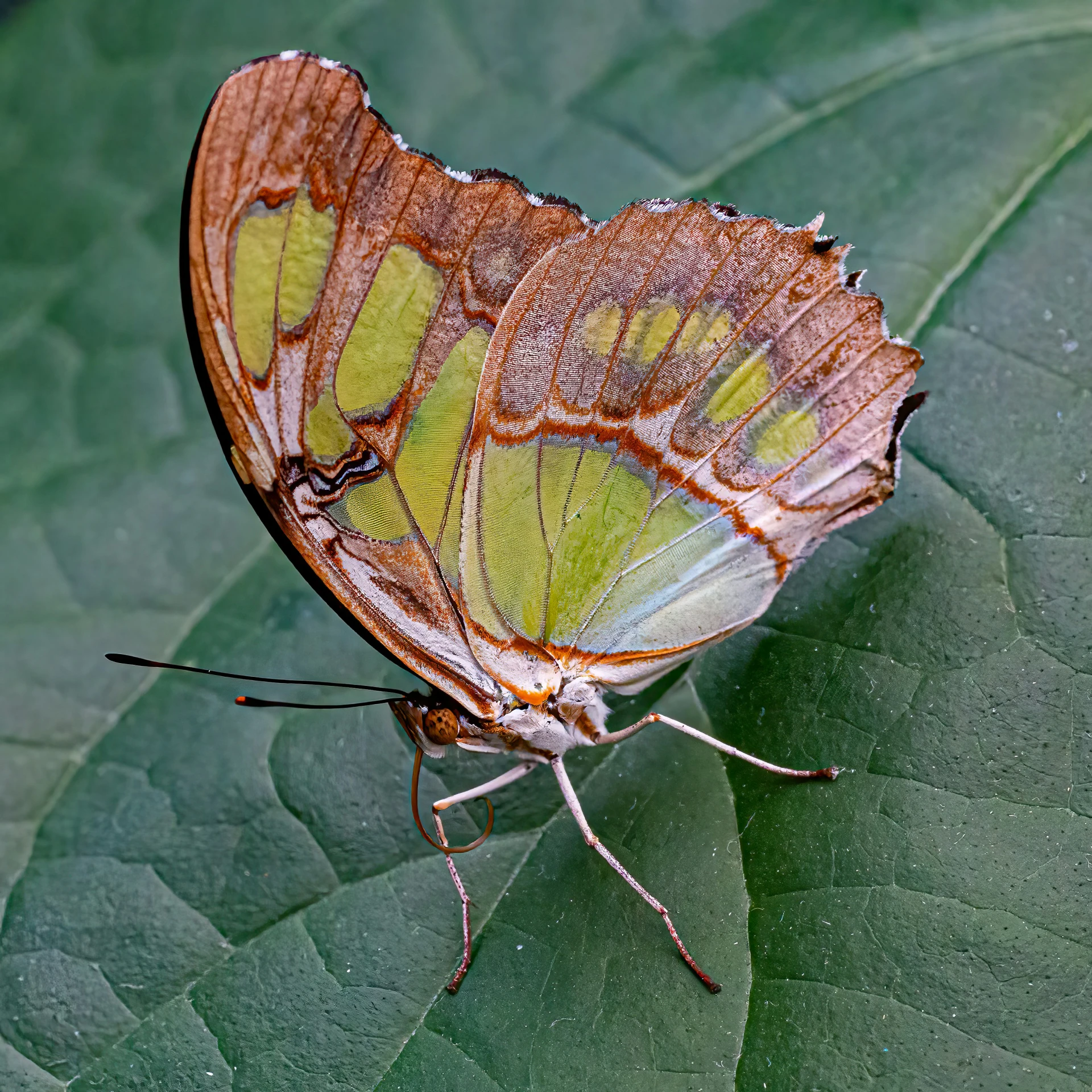 a green and brown moth on a leaf