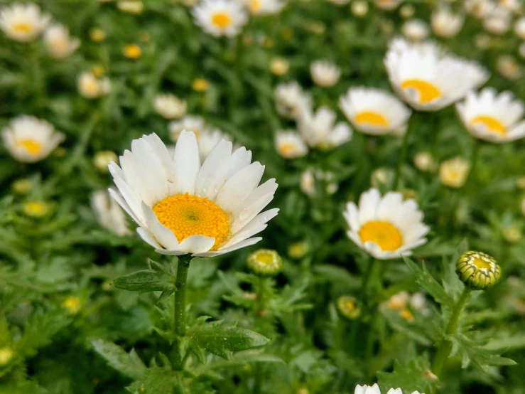 a flower that is growing near some leaves