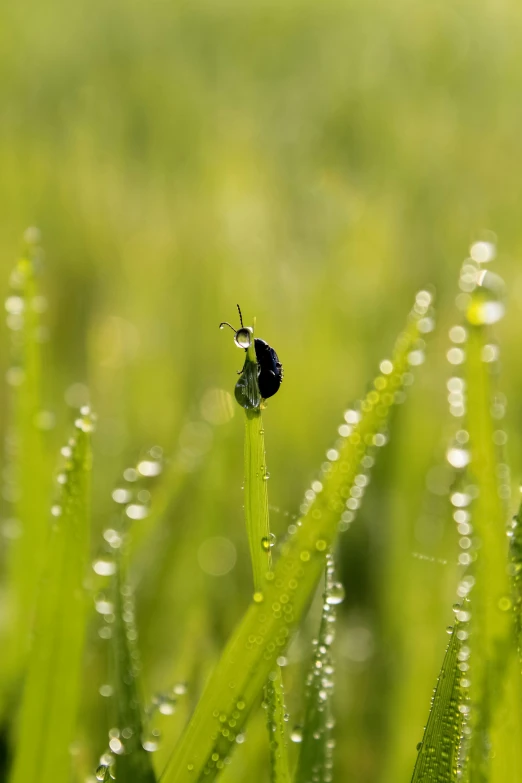 small bug on grassy stalk in grassy field