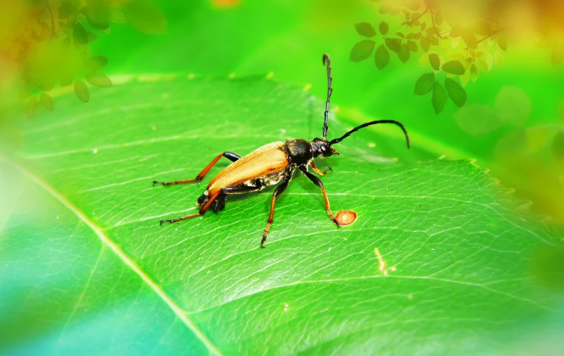 an image of a bug on a green leaf