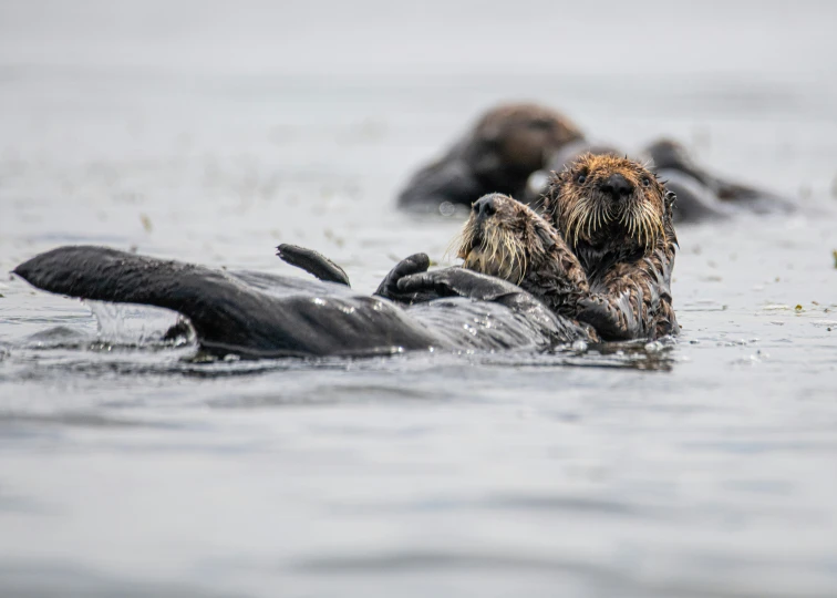 a group of otters swimming in the water together