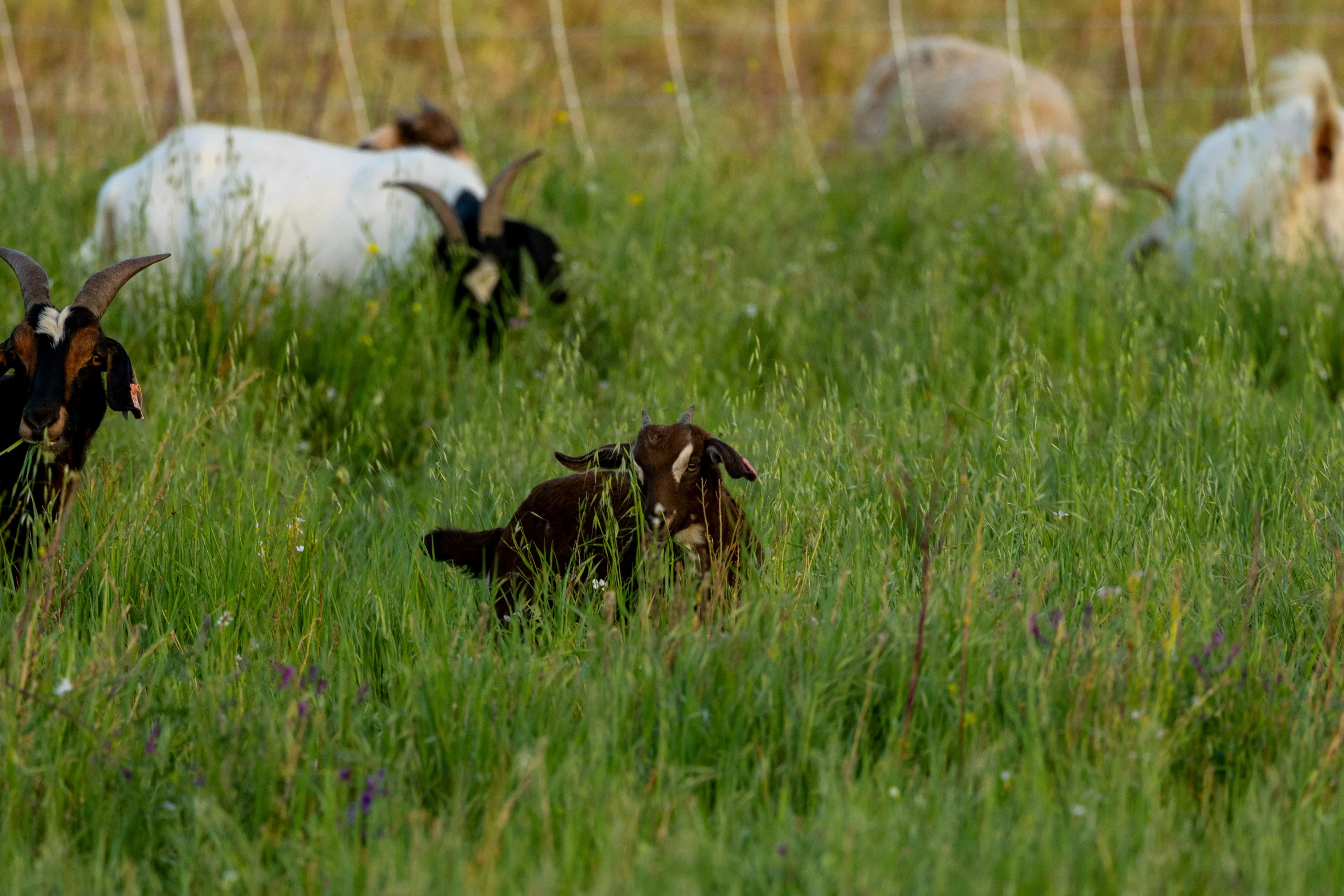 goat in tall grass looking at soing from the distance