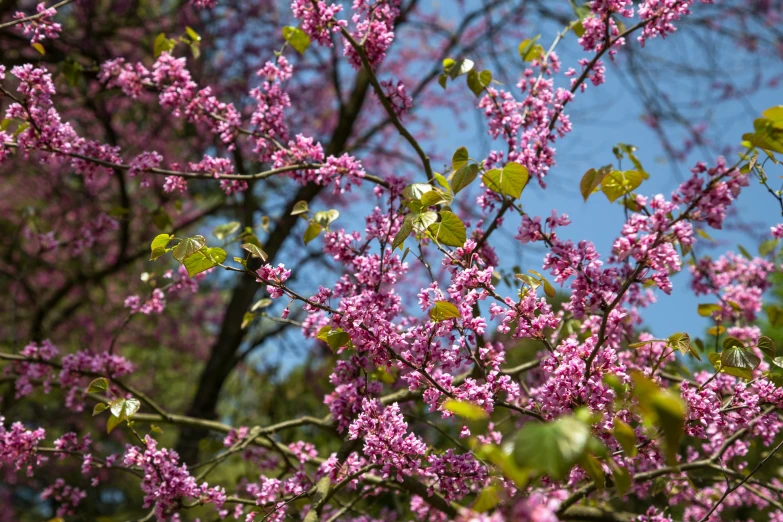 purple flowers bloom on a tree with leaves