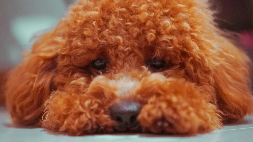 a closeup po of a brown poodle dog