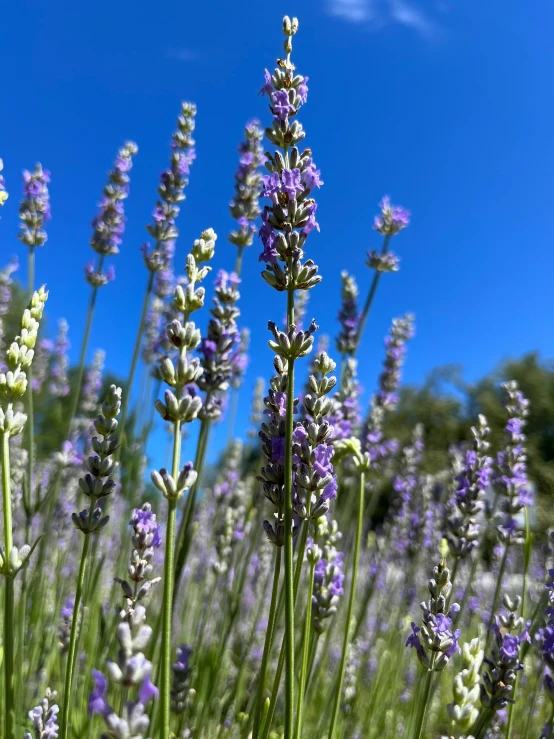 lavender flowers with a blue sky in the background