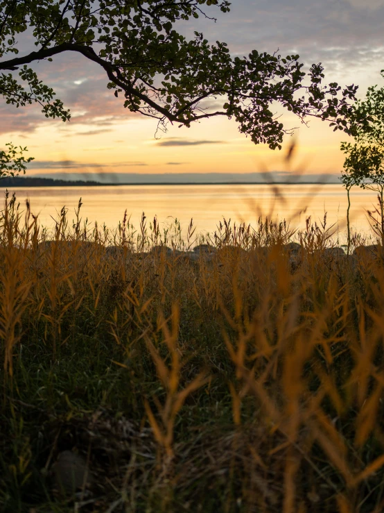 the landscape of a lake with yellow grass in front and some trees