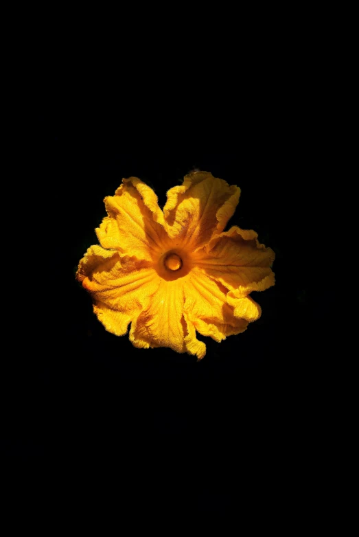 the petals of an yellow flower are reflected in the dark water