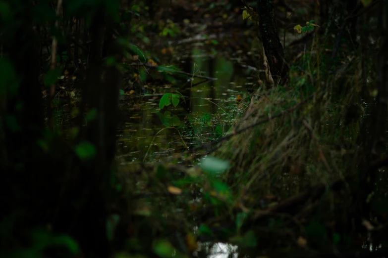 a wooded area in the middle of the water